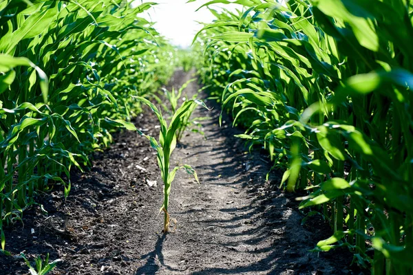 Mladé zelené plodiny kukuřice na poli farmy — Stock fotografie
