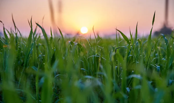 Grüner Weizen wächst, Gras auf dem Feld — Stockfoto