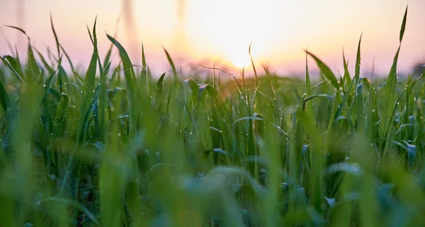 GREEN WHEAT GROWS, GRASS ON THE FIELD — Stock Photo, Image