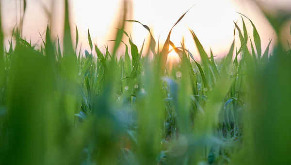 Zöld búza nő, fű a mezőn — Stock Fotó