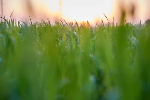 Gregory WHEAT MENGGERAM, GRASS ON THE FIELD — Stok Foto