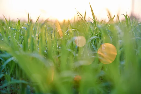 Zöld búza nő, fű a mezőn — Stock Fotó