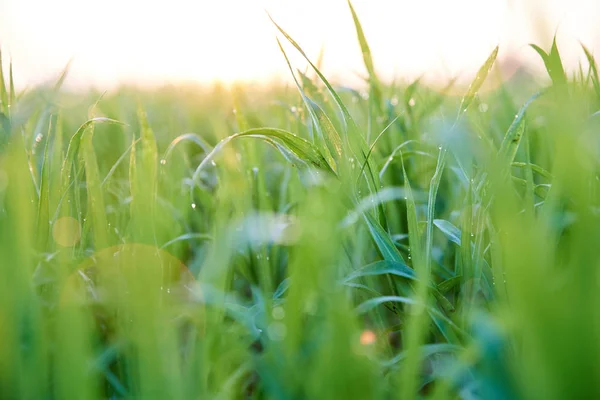 Gregory WHEAT MENGGERAM, GRASS ON THE FIELD — Stok Foto