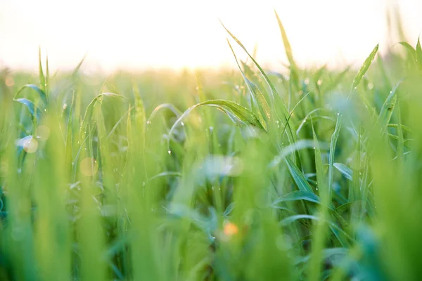Gregory WHEAT MENGGERAM, GRASS ON THE FIELD — Stok Foto