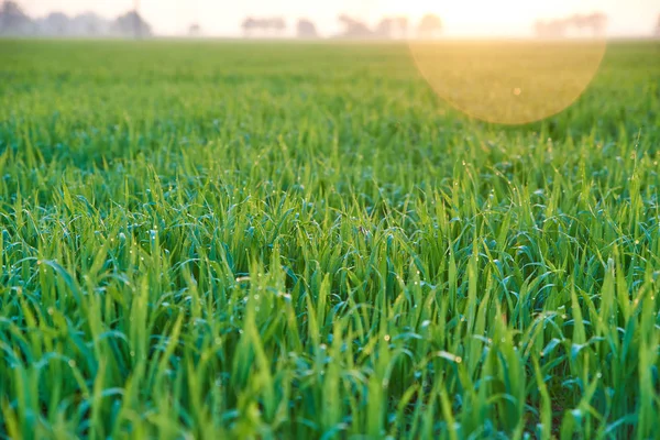 Yeşil Buğday Yetişir, Tarlada Çim — Stok fotoğraf
