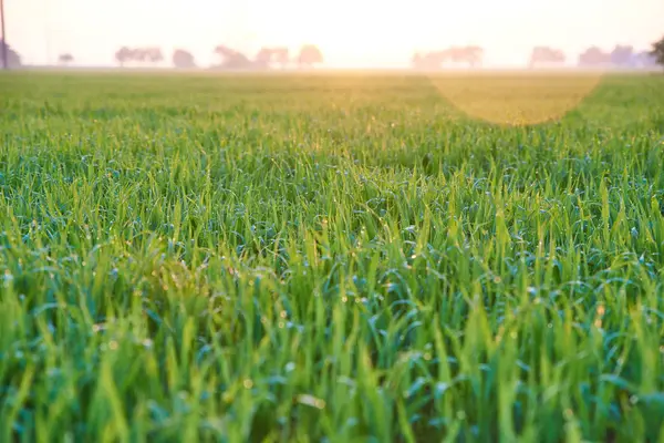 GREEN WHEAT GROWS, GRASS ON THE FIELD — Stock Photo, Image