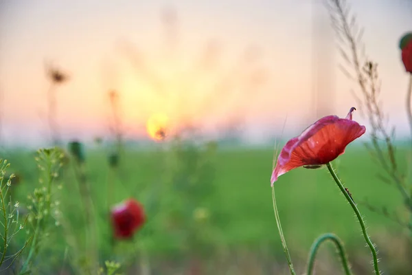 Red poppies wildflowers in the field in the morning — Stock Photo, Image