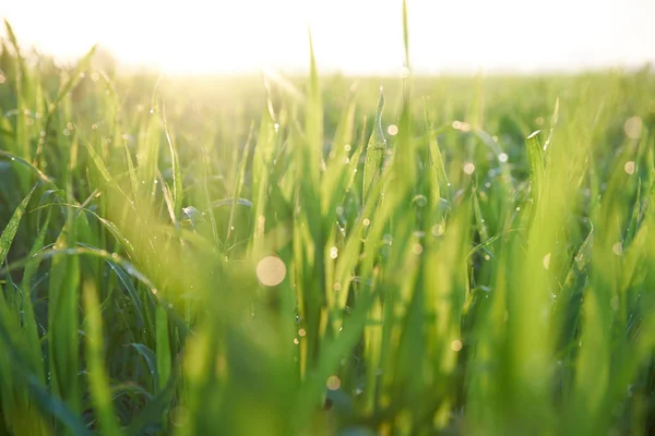 Gregory WHEAT MENGGERAM, GRASS ON THE FIELD — Stok Foto