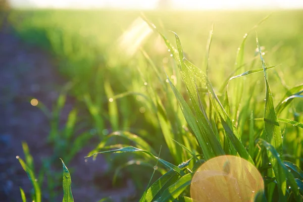 Gregory WHEAT MENGGERAM, GRASS ON THE FIELD — Stok Foto