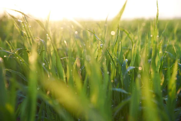 Yeşil Buğday Yetişir, Tarlada Çim — Stok fotoğraf