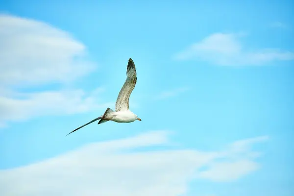 Vogel zeemeeuw vliegt op de hemel — Stockfoto