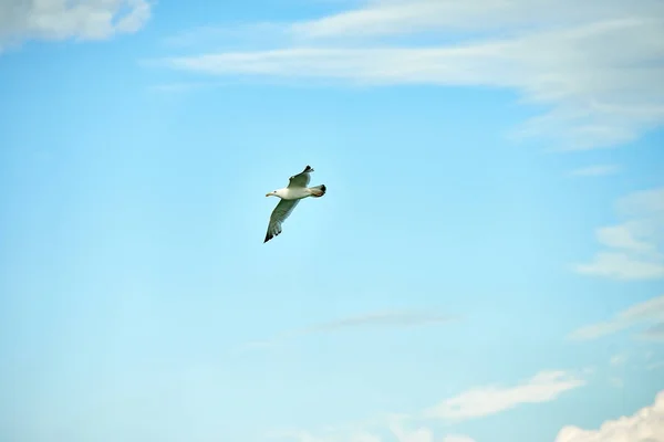 Vogel zeemeeuw vliegt op de hemel — Stockfoto