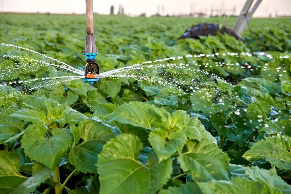 ARTIFICIAL IRRIGATION FIELD WATERING WITH SUNFLOWER SEEDS — Stock Photo, Image