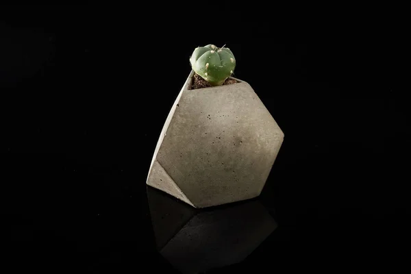 Cactus plant in a geometric concrete gray pot on a black background — Stock Photo, Image