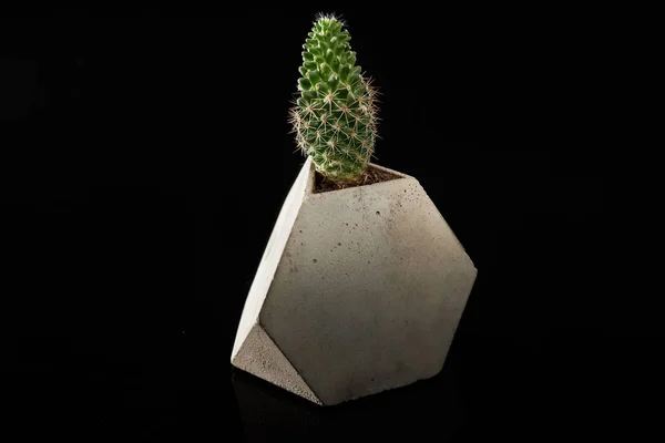 Kaktuspflanze in einem geometrischen betongrauen Topf auf schwarzem Hintergrund — Stockfoto
