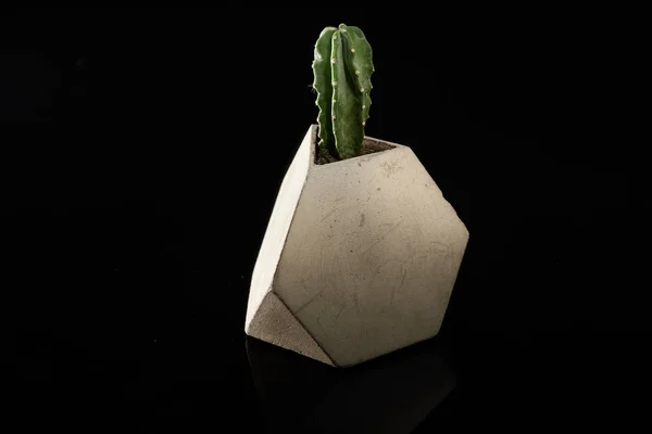 Kaktus anläggning i en geometrisk betong grå kruka på en svart bakgrund — Stockfoto