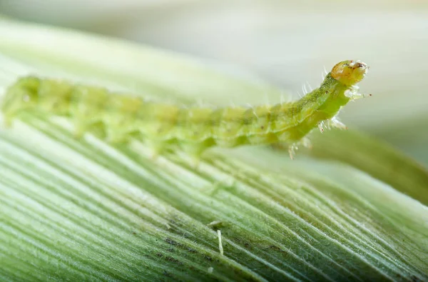 Plaga Oruga Verde Maíz —  Fotos de Stock