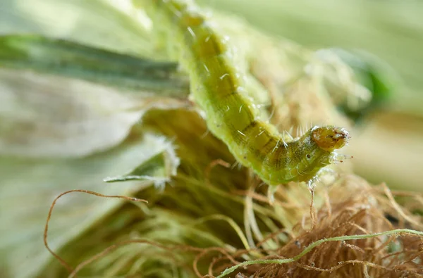 Grüne Raupe Schädigt Mais — Stockfoto