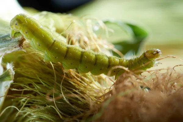 Grüne Raupe Schädigt Mais — Stockfoto