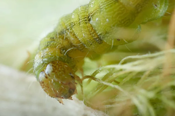 Grüne Raupe Schädigt Mais — Stockfoto