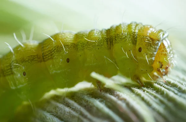 Grüne Raupe Schädigt Mais — Stockfoto