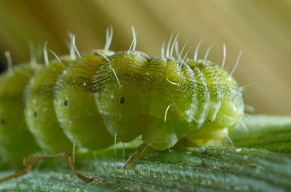 Grüne Raupe Schädigt Mais — Stockfoto