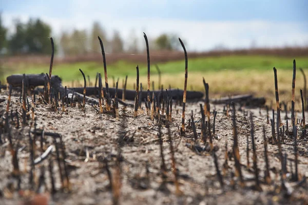 Konsekvenser Efter Brand Vilda Ängar — Stockfoto