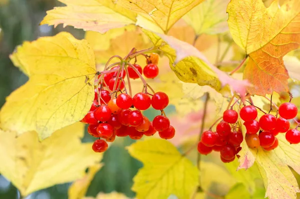 Baies Viorne Rouge Sur Les Branches Aux Feuilles Jaunes Automne — Photo