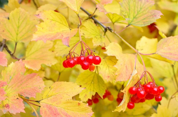 Baies Viorne Rouge Sur Les Branches Aux Feuilles Jaunes Automne — Photo