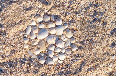 Deniz kabukları çevresinde üzerinde kum kaplı.