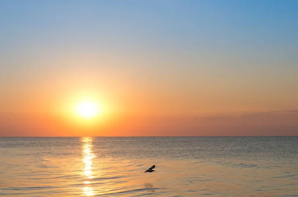 gündoğumu deniz, Güneş, güzel manzara kamaşma? uçan kuş