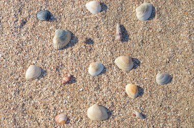 birçok küçük deniz kabukları, kum üzerinde farklı boyutu