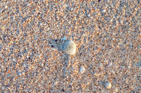 海贝壳在沙子 背景纹理 — 图库照片