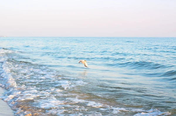 바다는 갈매기 해변에서 — 스톡 사진