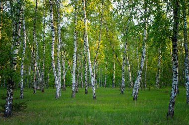 Huş bahçesinde Bahar, yeşil yapraklar, dikey kompozisyon