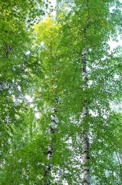 yaz, alt görünümü ağaç ağaç gövdeleri