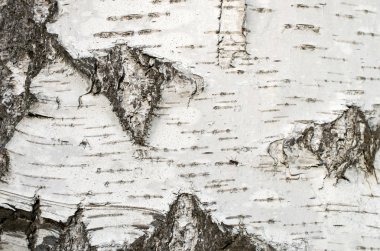 huş kabuğu ağaç yakın çekim, arka plan