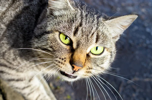 Tête Chat Errant Regard Sauvage — Photo