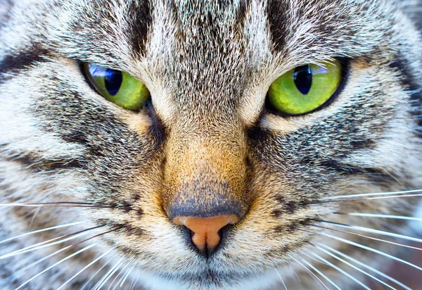 Portréja Egy Macska Zöld Szemek Közelkép — Stock Fotó