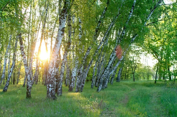 sabah, güneşin yatay kompozisyon ağaçların arasından huş grove
