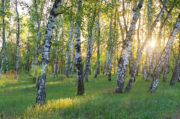 Sabah Güneşin Yatay Kompozisyon Ağaçların Arasından Huş Grove — Stok fotoğraf