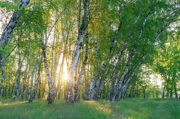 sabah, güneşin yatay kompozisyon ağaçların arasından huş grove