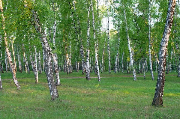 Bosque Abedul Follaje Verde Camino Forestal — Foto de Stock