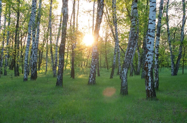 Birch Grove Sun Trees Sunrise — Stock Photo, Image