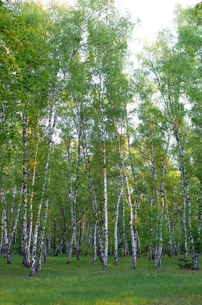 Birch Grove Spring Green Foliage Vertical Composition — Stock Photo, Image