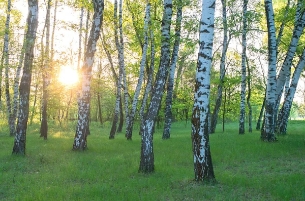 Abedul Sol Entre Los Árboles Amanecer Por Mañana — Foto de Stock