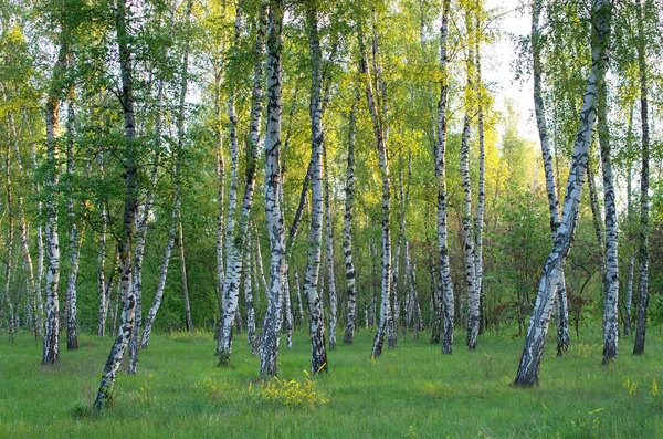 Birch Grove Forest Green Foliage Summer — Stock Photo, Image