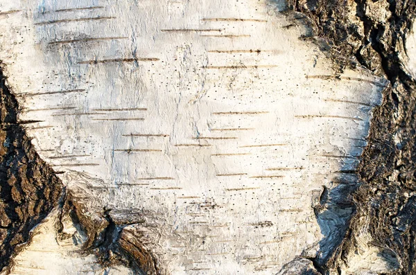 Birch bark texture. The texture of the birch bark. Birch bark background.  Birch tree trunk, Betula pendula. 16544241 Stock Photo at Vecteezy