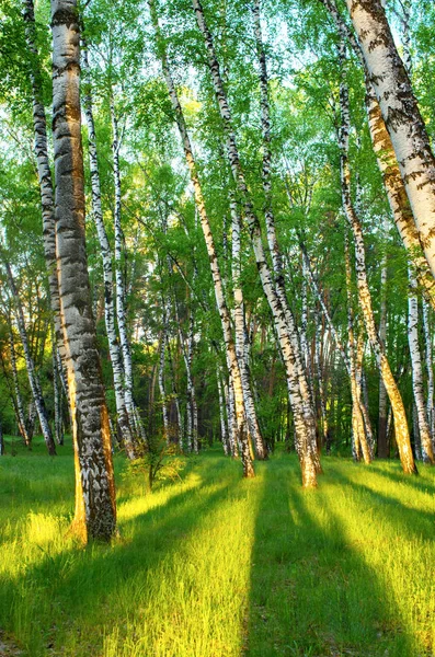 Birch Grove Spring Green Foliage Shadows Trees — Stock Photo, Image