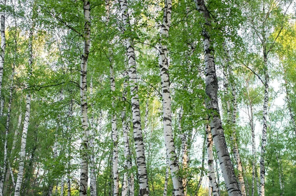 Tree Trunks Birch Grove Summer — Stock Photo, Image